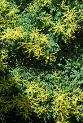 Koelreuteria paniculata - svitel latnatý - ketoucí větve